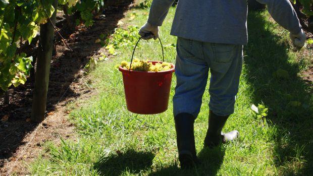 Kumeu River Wines - Image 1 Kumeu River Wines - Image 1